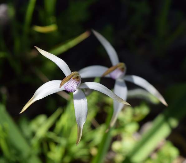 Caladenia - Spider Orchid-Vern-Westbrook-walk-Sep-2018p0029.JPG